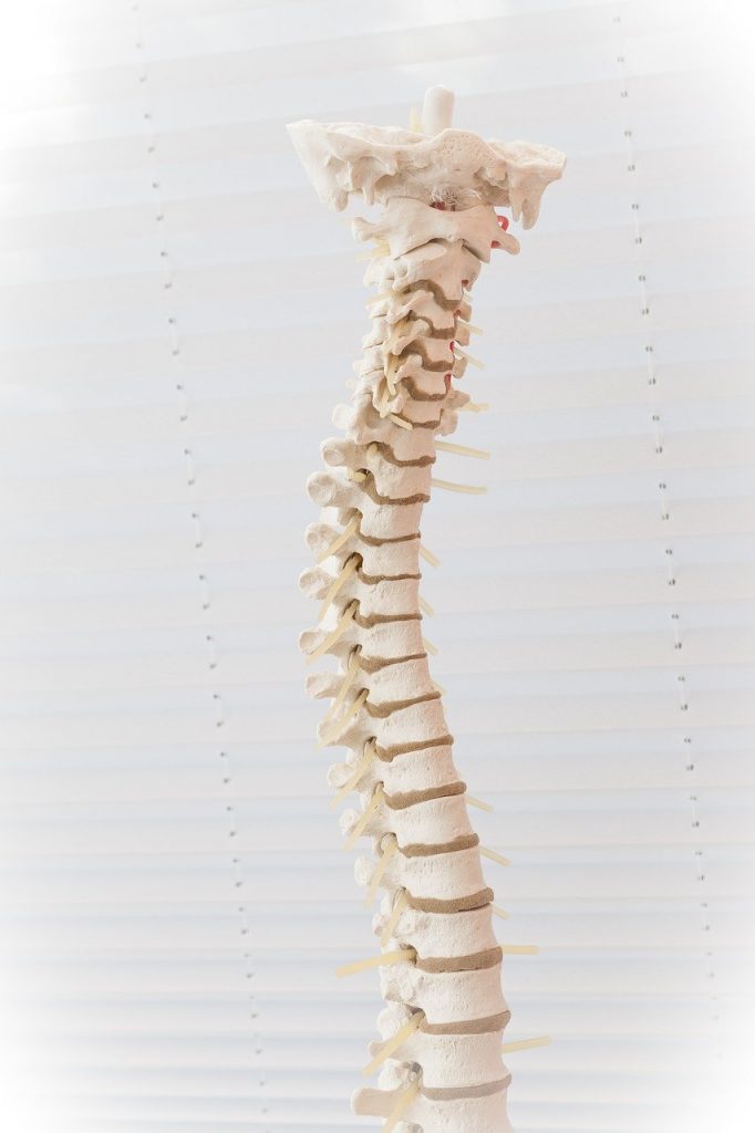 spine, disc, move